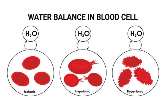 Download Water Balance in Blood Cell Design - Premium Bundle